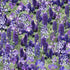 Wild Flower - Wild Floral Field Yardage