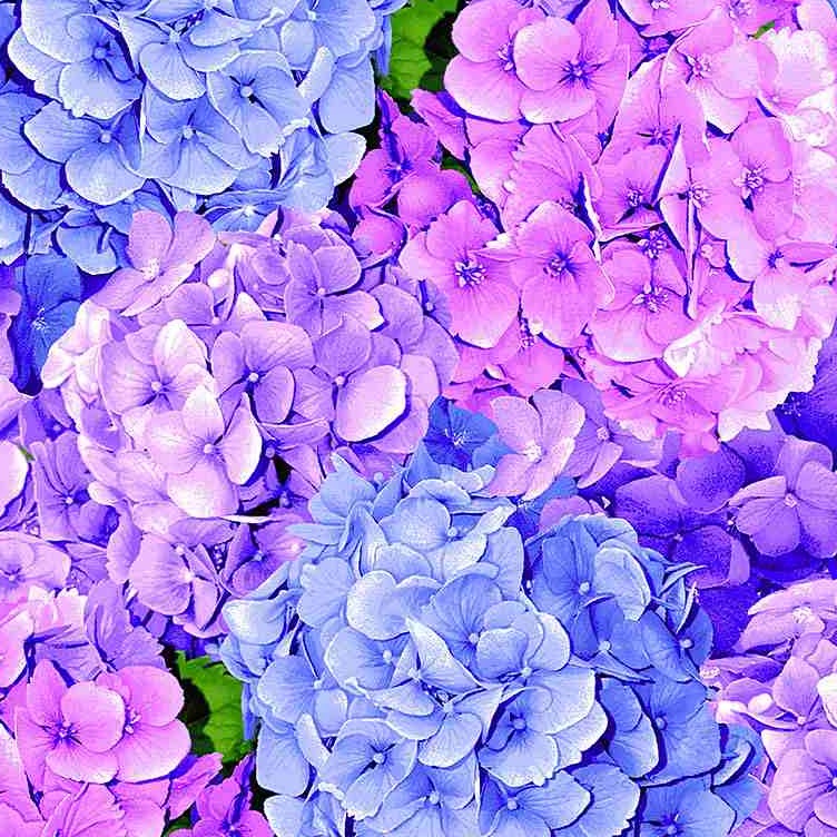 Garden Bouquet - Packed Hydrangeas - Timeless