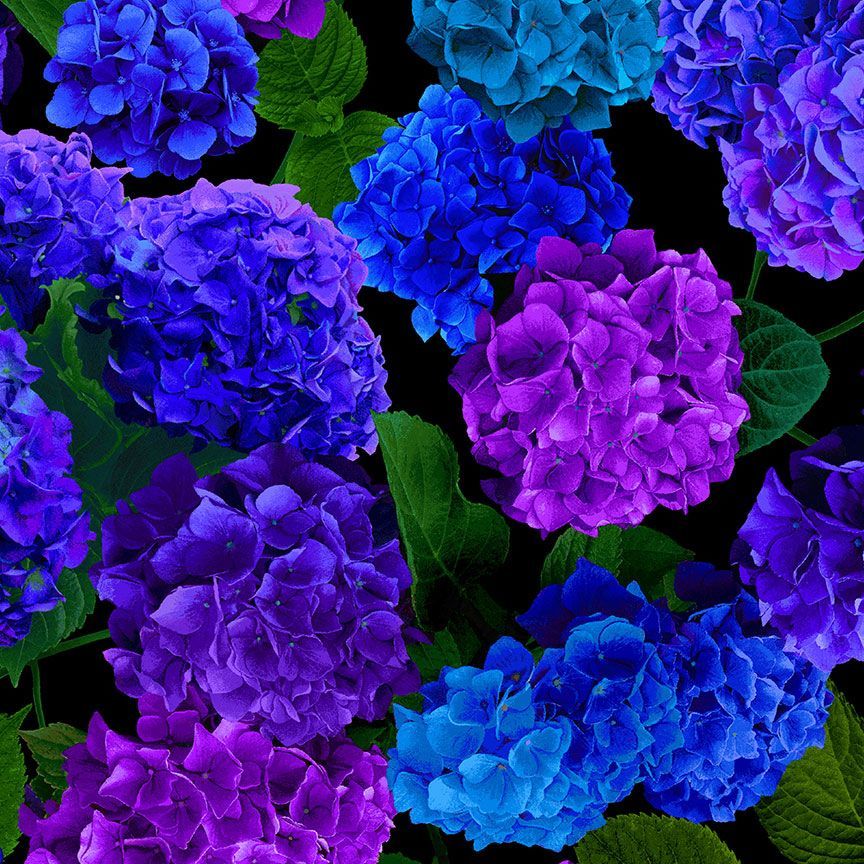 Midnight Bloom - Hydrangea Large Florals Yardage