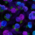 Midnight Bloom - Tossed Hydrangea Yardage