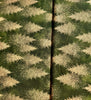 Winter's Eve - Trees Forest/Gold Metallic Yardage