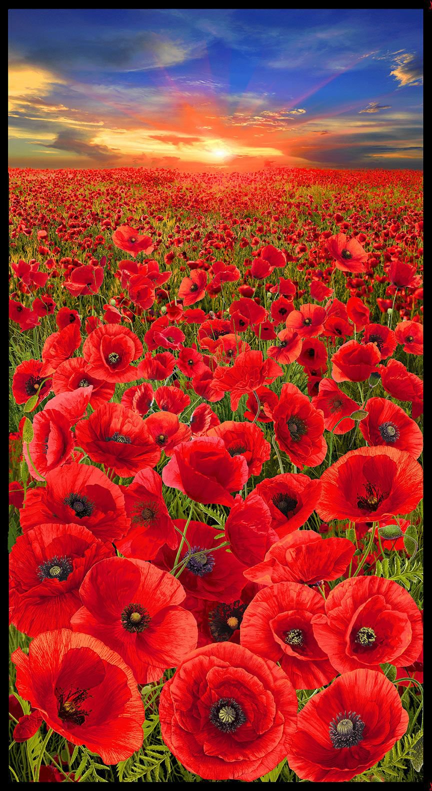 Sunset Poppies - Poppy Field Panel by Timeless