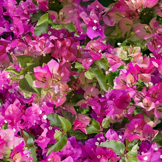 Mediterranean Escape - Bougainvillea by Hoffman