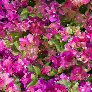 Mediterranean Escape - Bougainvillea by Hoffman