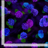 Midnight Bloom - Tossed Hydrangea Yardage