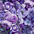 Floral Dreams - Medium Purple Peonies Fabric