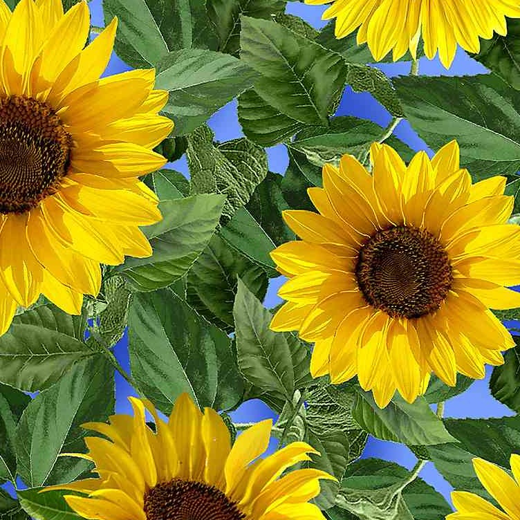 Sunflower Sunset - Large Leafy Sunflowers