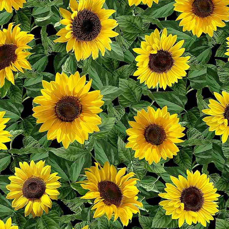 Sunflower Sunset - Small Leafy Sunflowers