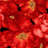 Garden Rose - Packed Large Red Roses on Black