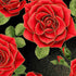 Gilded Rose - Red Metallic Roses Large