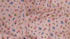 Strawberry Fields - Petite Fleurs Blush Fabric by Cotton + Steel | RP403-BL3