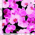 Garden Bouquet - Pink Orchids by Timeless