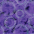 Blossom Batiks Splash Violet Fat Quarter Bundle  - 10 Fat Quarters